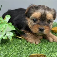 May, a female Yorkshire Terrier for sale in Newark, OH – Photo 6 of 7