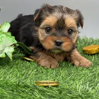 May, a female Yorkshire Terrier for sale in Newark, OH – Photo 5 of 7