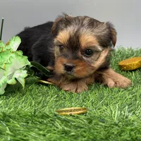 May, a female Yorkshire Terrier for sale in Newark, OH – Photo 7 of 7