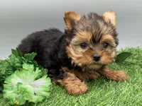 May, a female Yorkshire Terrier for sale in Newark, OH – Photo 3 of 7