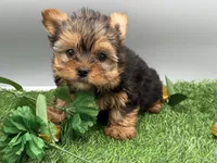 May, a female Yorkshire Terrier for sale in Newark, OH – Photo 4 of 7