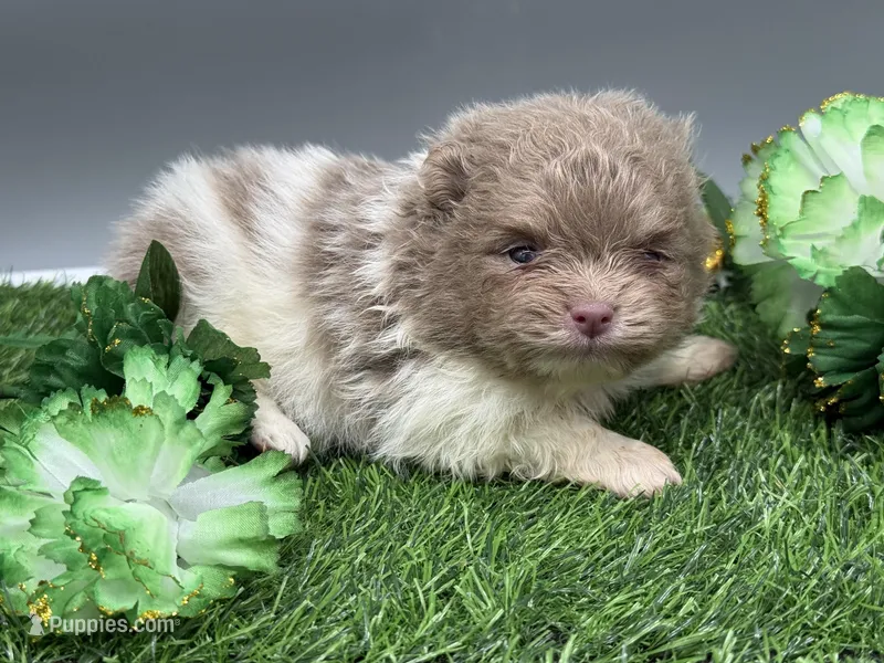 Skylar – Pomeranian puppy for sale in Newark, OH