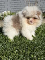 Lyla , a female Pomeranian for sale in Newark, OH – Photo 3 of 3
