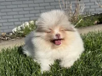 Lyla , a female Pomeranian for sale in Newark, OH – Photo 2 of 3