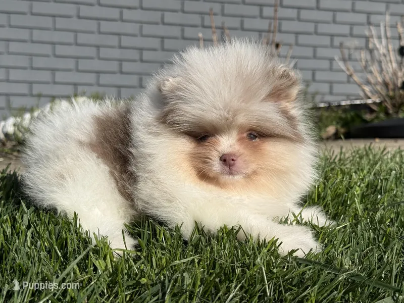 Lyla , a female Pomeranian for sale in Newark, OH – Photo 1 of 3