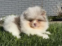 Lyla , a female Pomeranian for sale in Newark, OH – Photo 1 of 3