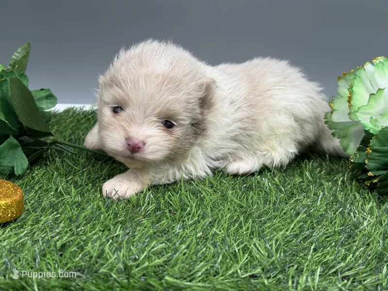 Atlas – Pomeranian puppy for sale in Newark, OH