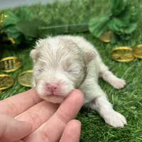 Atlas, a male Pomeranian for sale in Newark, OH – Photo 7 of 7