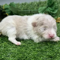 Atlas, a male Pomeranian for sale in Newark, OH – Photo 6 of 7