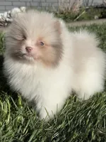 Atlas, a male Pomeranian for sale in Newark, OH – 1 of 10
