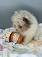 Atlas, a male Pomeranian for sale in Newark, OH – Photo 2 of 7