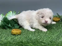 Atlas, a male Pomeranian for sale in Newark, OH – Photo 5 of 7