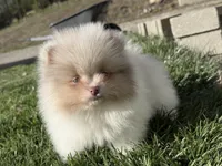 Atlas, a male Pomeranian for sale in Newark, OH – 3 of 10