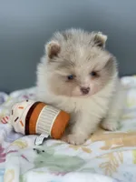 Atlas, a male Pomeranian for sale in Newark, OH – Photo 3 of 7