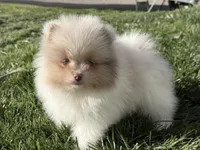 Atlas, a male Pomeranian for sale in Newark, OH – 2 of 10