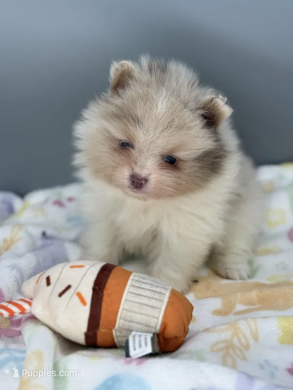 Atlas – Pomeranian puppy for sale in Newark, OH
