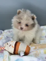 Atlas, a male Pomeranian for sale in Newark, OH – Photo 1 of 7