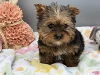 Dawn, a female Yorkshire Terrier for sale in Newark, OH – Photo 2 of 5