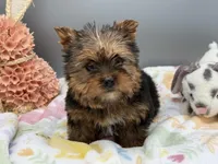 Dawn, a female Yorkshire Terrier for sale in Newark, OH – Photo 1 of 5