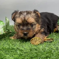Dawn, a female Yorkshire Terrier for sale in Newark, OH – Photo 5 of 5