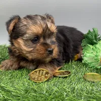 Dawn, a female Yorkshire Terrier for sale in Newark, OH – Photo 4 of 5