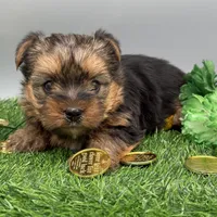 Dawn, a female Yorkshire Terrier for sale in Newark, OH – Photo 3 of 5