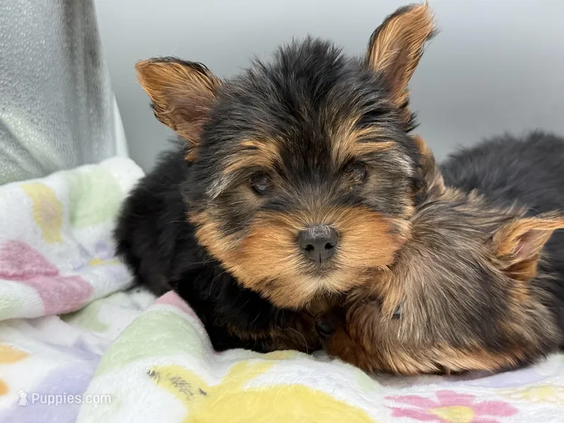 Ash – Yorkshire Terrier puppy for sale in Newark, OH