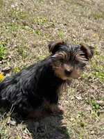 Ash, a male Yorkshire Terrier for sale in Newark, OH – 3 of 7