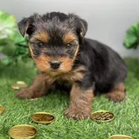 Ash, a male Yorkshire Terrier for sale in Newark, OH – Photo 2 of 4