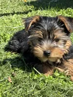 Ash, a male Yorkshire Terrier for sale in Newark, OH – 2 of 7