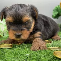 Ash, a male Yorkshire Terrier for sale in Newark, OH – Photo 4 of 4