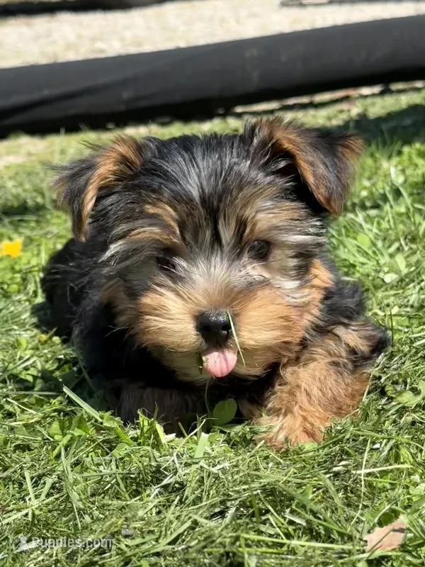Ash – Yorkshire Terrier puppy for sale in Newark, OH