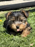 Ash, a male Yorkshire Terrier for sale in Newark, OH – 1 of 7