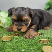 Ash, a male Yorkshire Terrier for sale in Newark, OH – Photo 3 of 4