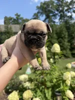 Maxi, a female French Bulldog for sale in Fuquay Varina, NC – 4 of 9