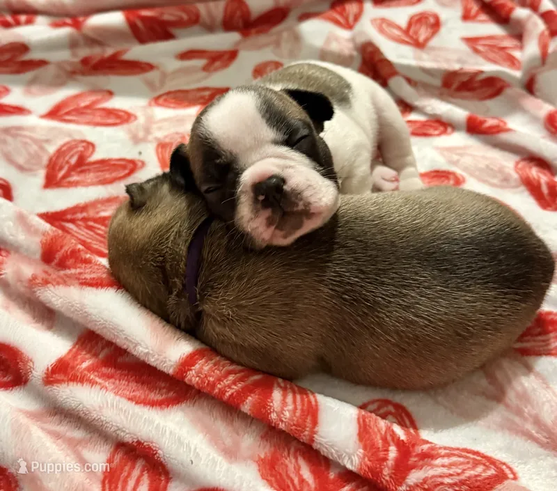 Maxi – French Bulldog puppy for sale in Fuquay Varina, NC