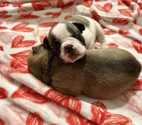 Maxi, a female French Bulldog for sale in Fuquay Varina, NC – 1 of 9