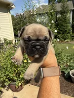 Norman, a male French Bulldog for sale in Fuquay Varina, NC – 4 of 10