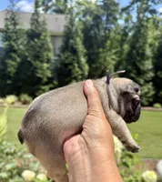 Maxi, a female French Bulldog for sale in Fuquay Varina, NC – 2 of 9