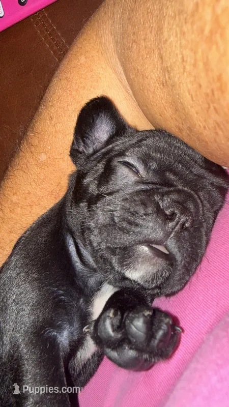 Hank – French Bulldog puppy for sale in Fuquay Varina, NC