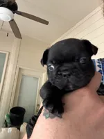 Hank, a male French Bulldog for sale in Fuquay Varina, NC – 4 of 10