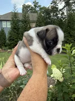 Piper, a female French Bulldog for sale in Fuquay Varina, NC – 6 of 10