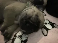 Norman, a male French Bulldog for sale in Fuquay Varina, NC – 2 of 10