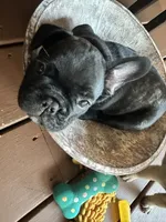Dolly, a female French Bulldog for sale in Fuquay Varina, NC – 5 of 10