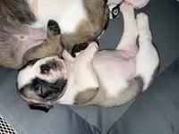 Piper, a female French Bulldog for sale in Fuquay Varina, NC – 1 of 10