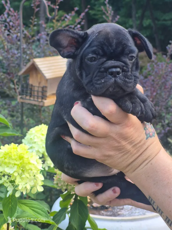 Dolly – French Bulldog puppy for sale in Fuquay Varina, NC