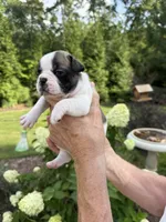 Piper, a female French Bulldog for sale in Fuquay Varina, NC – 5 of 10