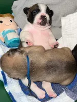 Norman, a male French Bulldog for sale in Fuquay Varina, NC – 7 of 10