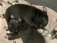 Hank, a male French Bulldog for sale in Fuquay Varina, NC – 2 of 10