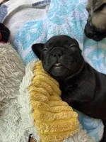 Hank, a male French Bulldog for sale in Fuquay Varina, NC – 10 of 10